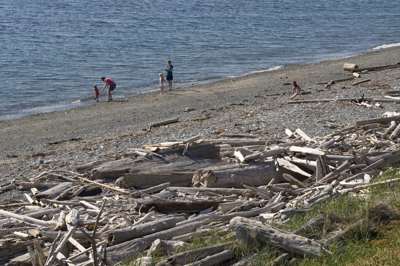 313-1666 Driftwood on Beach.jpg